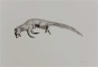 Draaijakkals